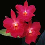 Cattleytonia Jamaica Red-Flowering Size